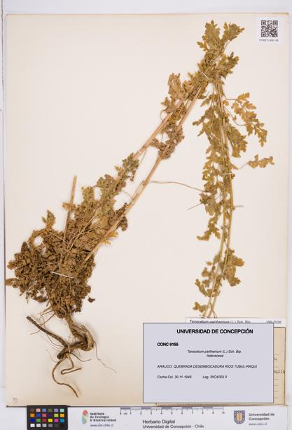 Tanacetum parthenium [Espécimen: ]