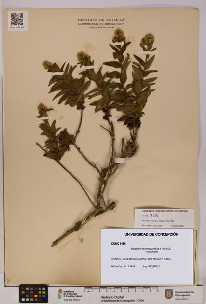 Baccharis racemosa [Espécimen: UDEC:CONC:0009156]