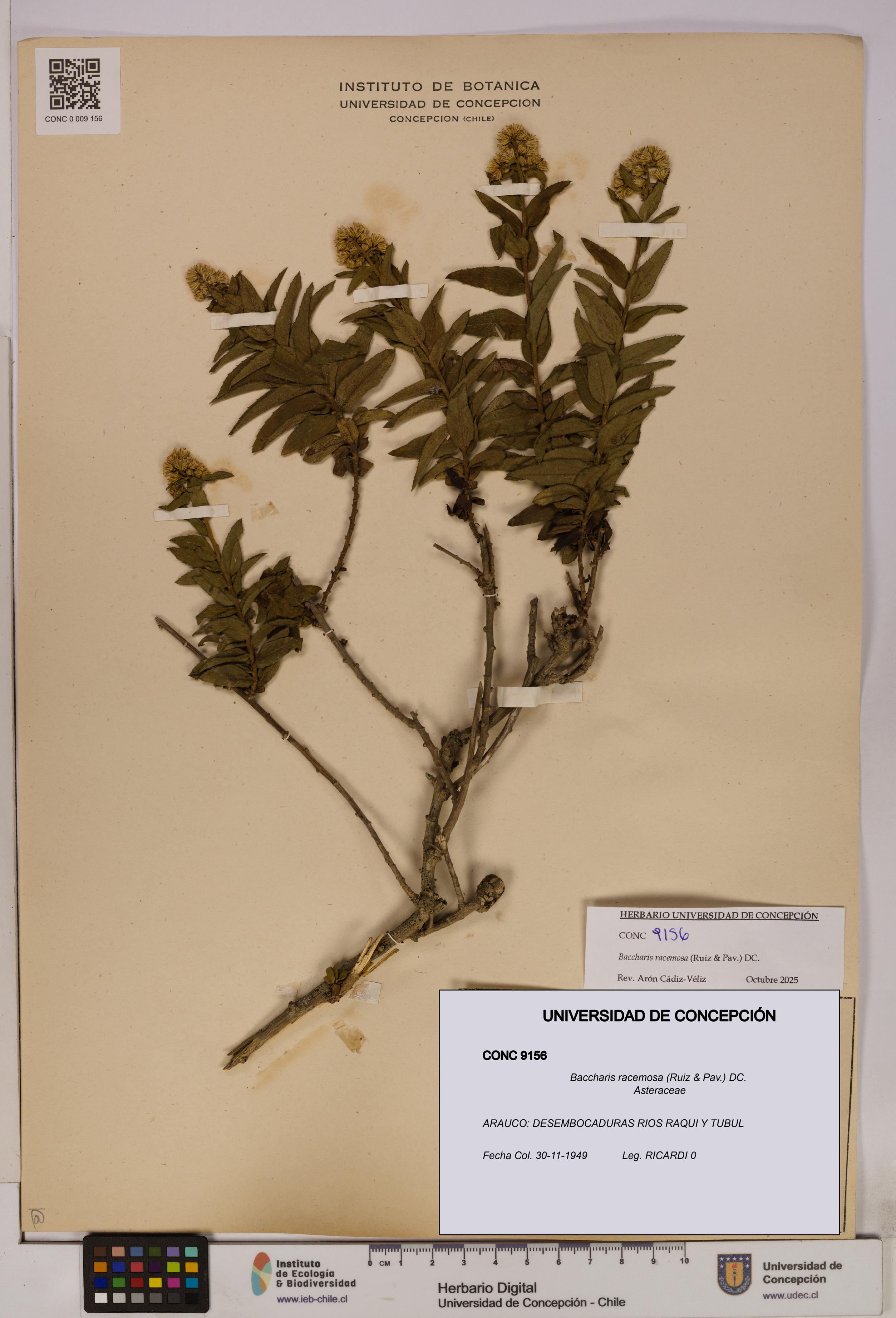 Baccharis racemosa [Espécimen: UDEC:CONC:0009156]