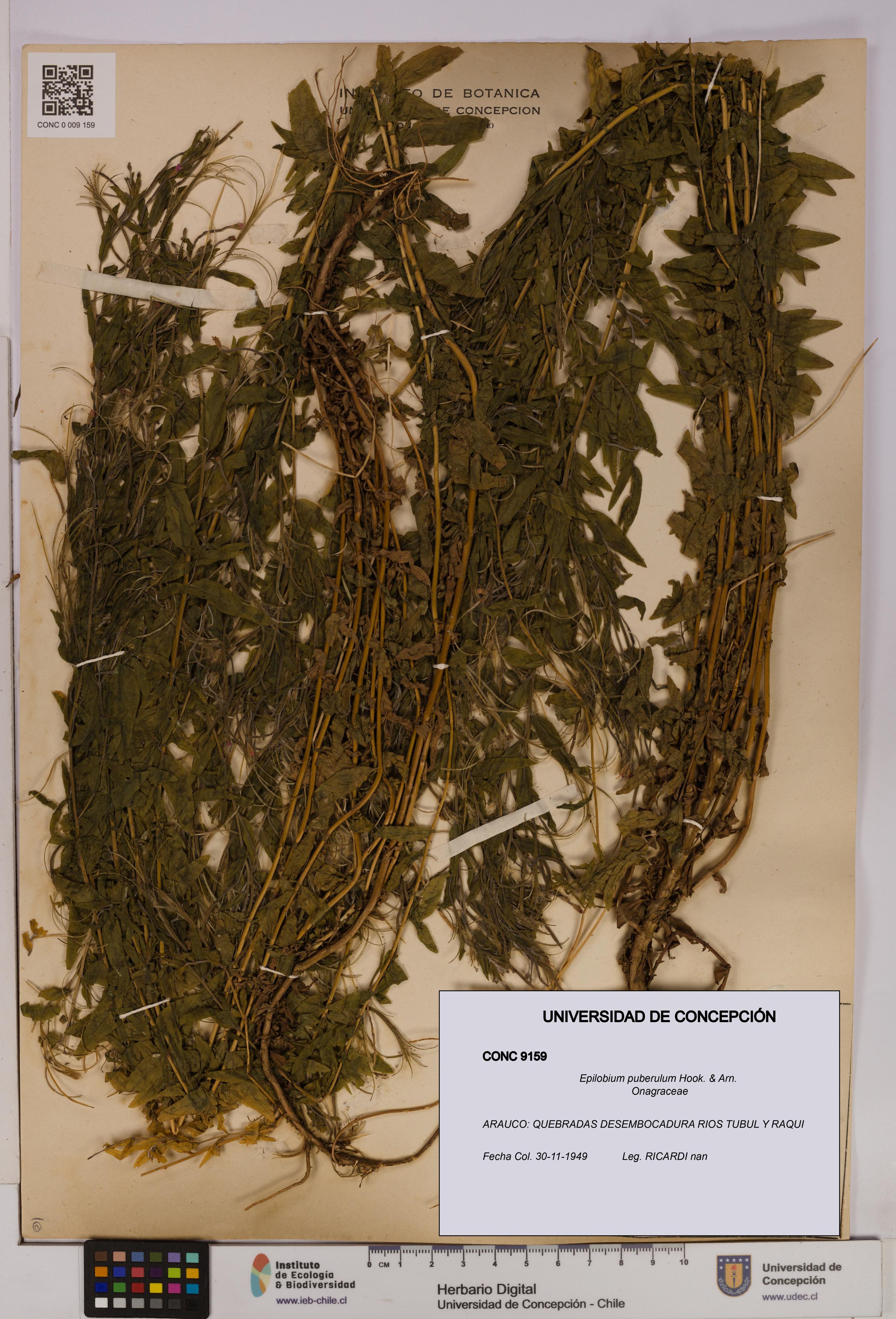 Epilobium puberulum [Espécimen: UDEC:CONC:0009159]