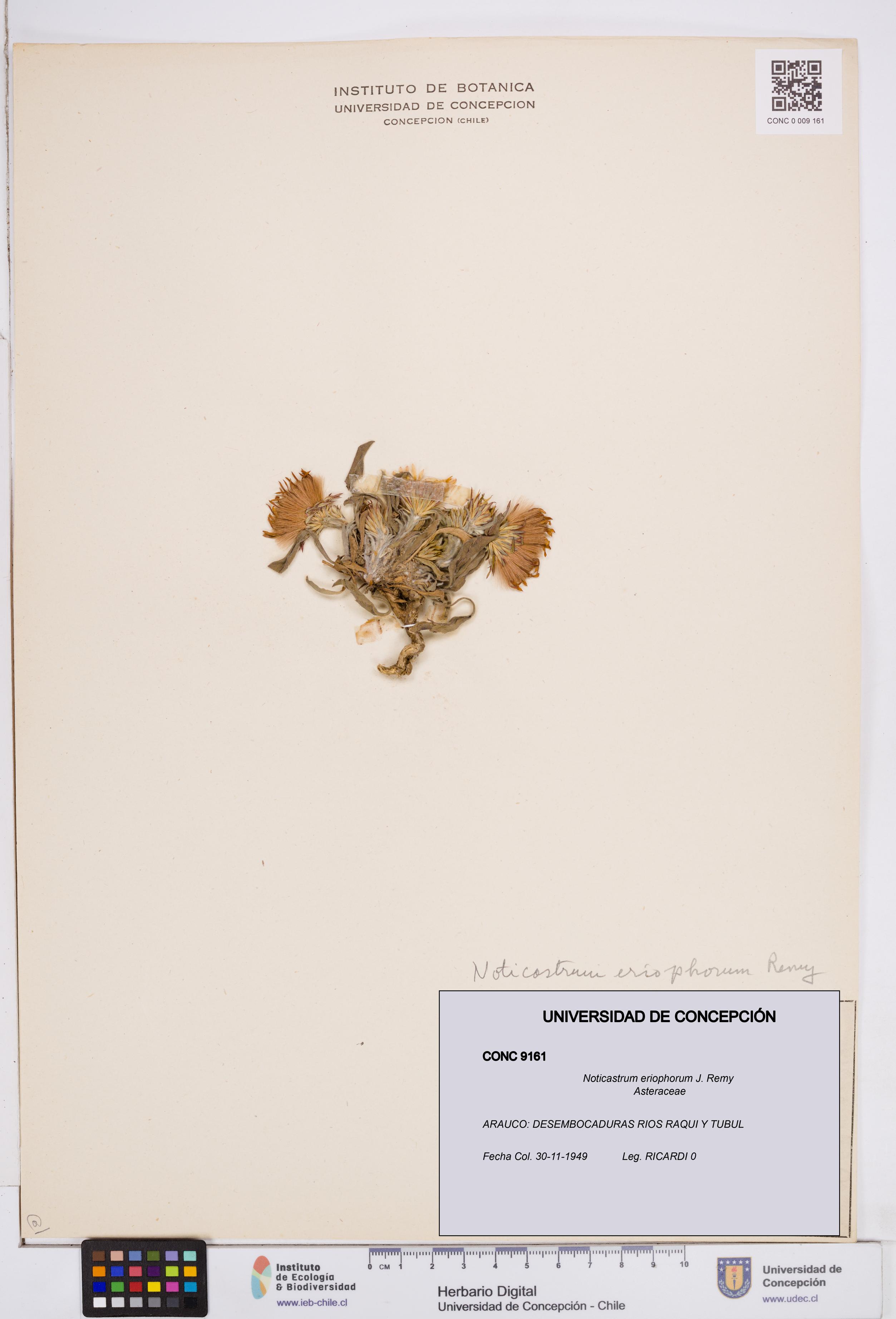 Noticastrum eriophorum [Espécimen: ]