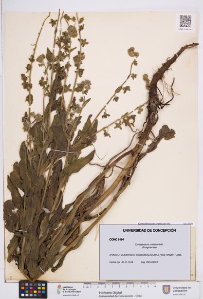 Cynoglossum creticum [Espécimen: ]