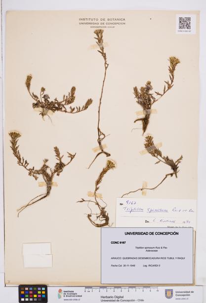 Triptilion spinosum [Espécimen: ]