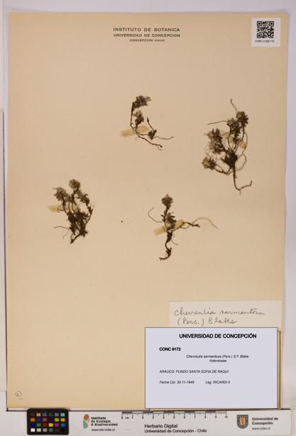 Chevreulia sarmentosa [Espécimen: UDEC:CONC:0009172]