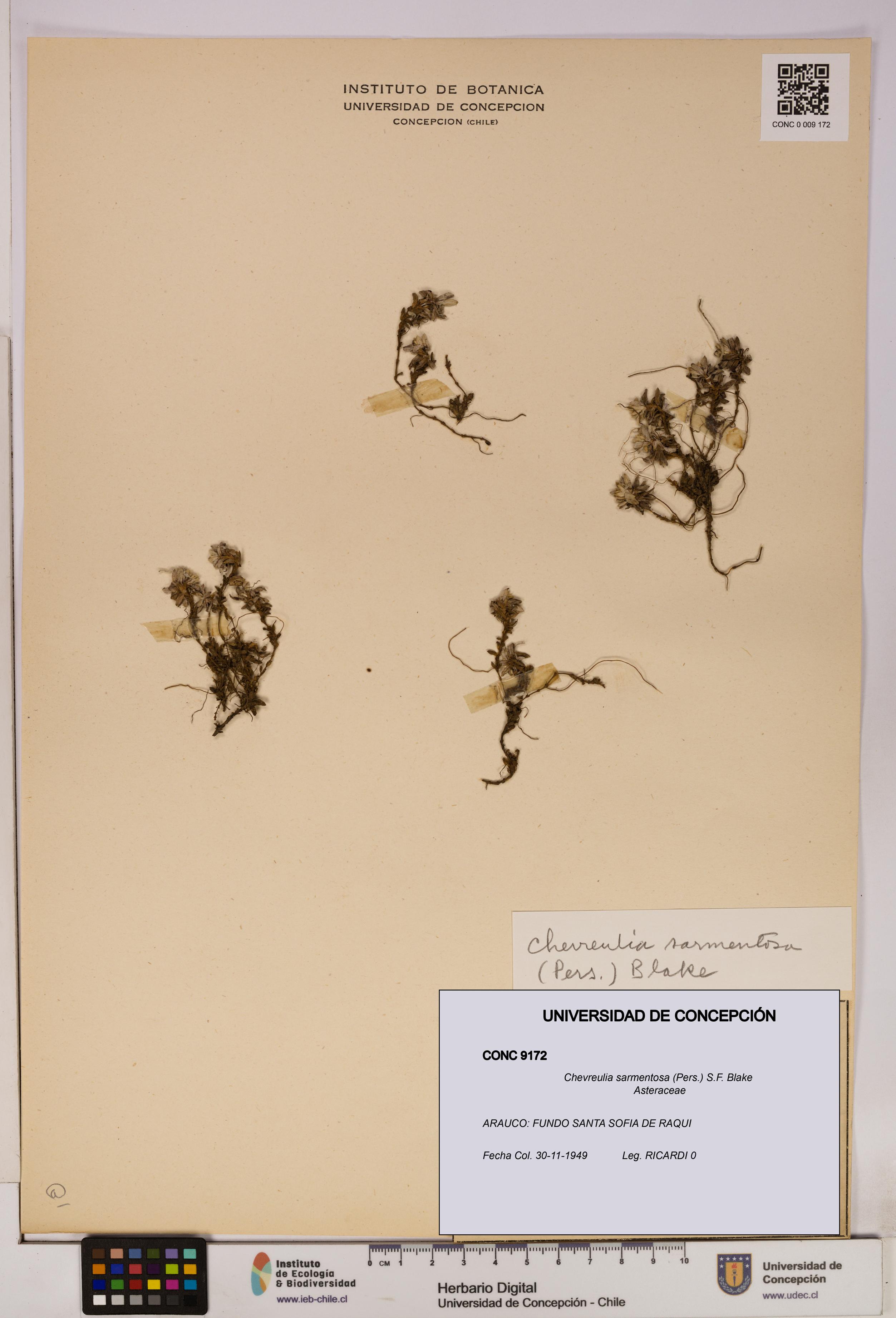 Chevreulia sarmentosa [Espécimen: UDEC:CONC:0009172]