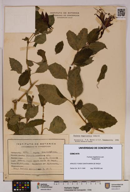 Fuchsia magellanica [Espécimen: UDEC:CONC:0009173]