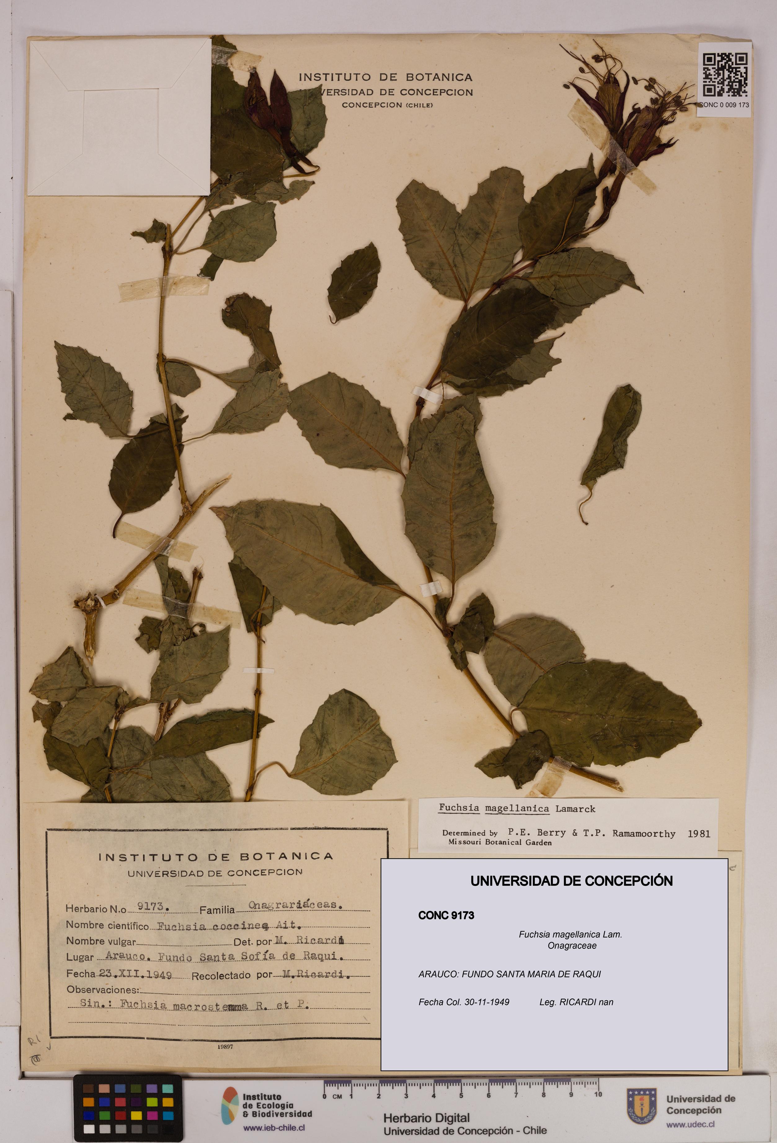 Fuchsia magellanica [Espécimen: UDEC:CONC:0009173]