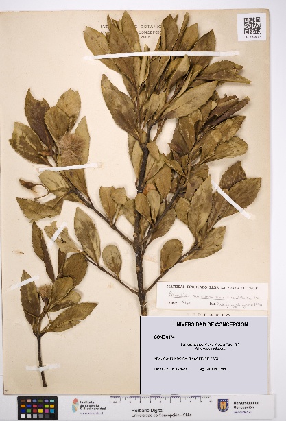 Laurelia sempervirens [Espécimen: UDEC:CONC:0009174]