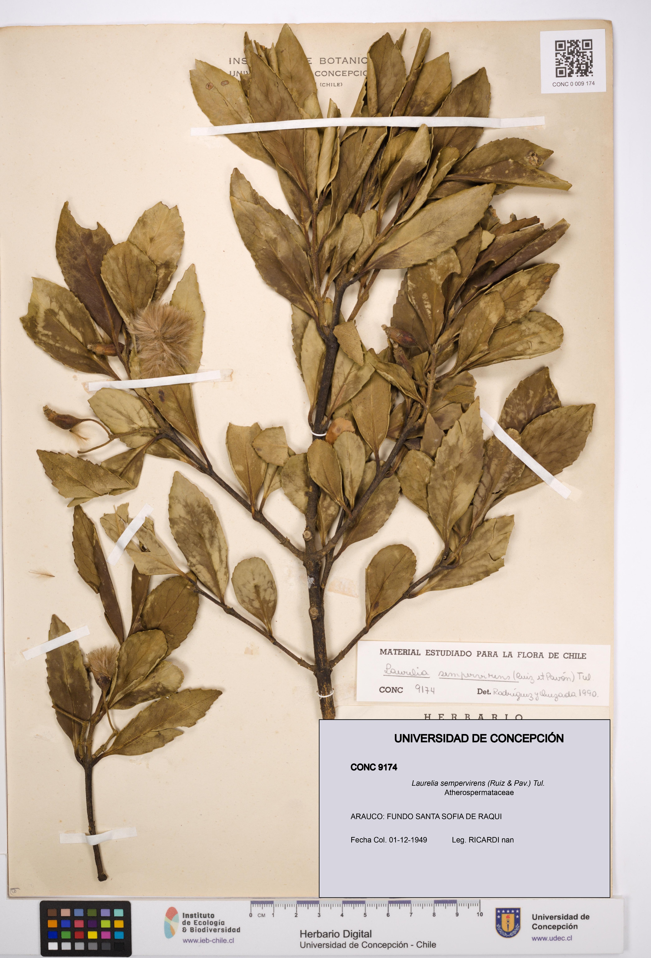 Laurelia sempervirens [Espécimen: UDEC:CONC:0009174]
