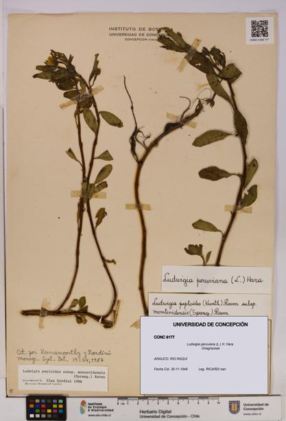 Ludwigia peruviana [Espécimen: UDEC:CONC:0009177]
