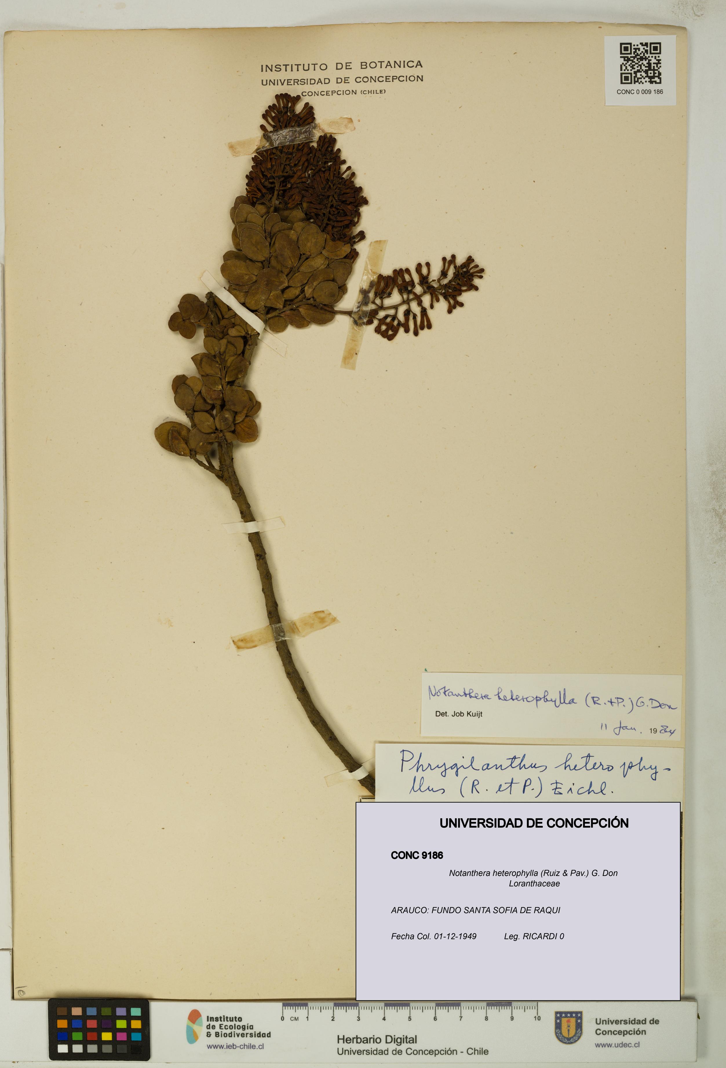 Notanthera heterophylla [Espécimen: UDEC:CONC:0009186]