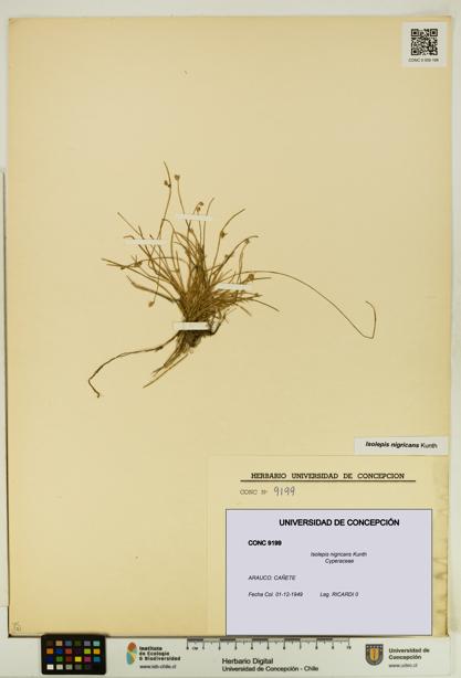 Isolepis nigricans [Espécimen: UDEC:CONC:0009199]