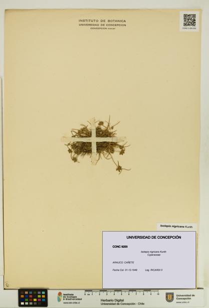 Isolepis nigricans [Espécimen: UDEC:CONC:0009200]