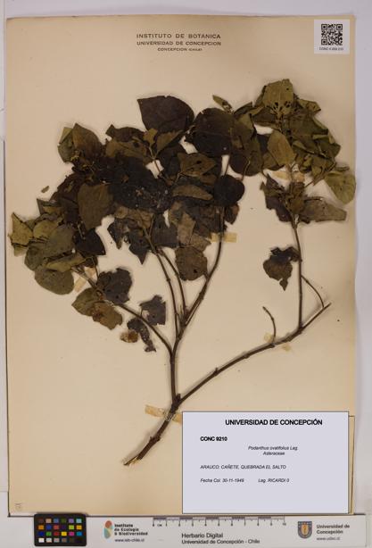 Podanthus ovatifolius [Espécimen: ]