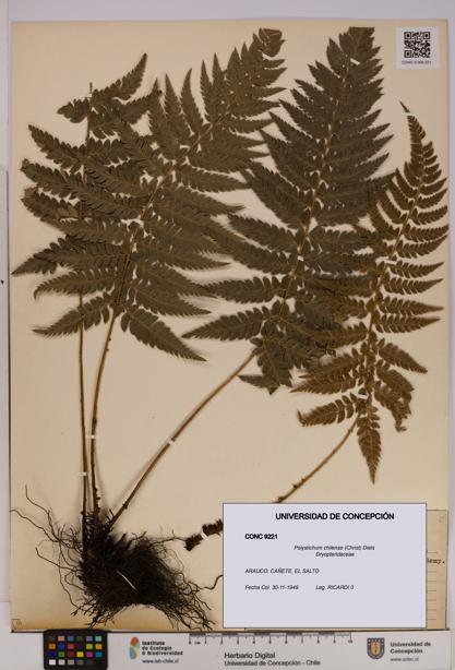 Polystichum chilense [Espécimen: UDEC:CONC:0009221]