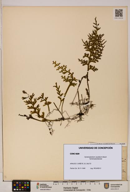 Hymenophyllum caudatum [Espécimen: UDEC:CONC:0009229]