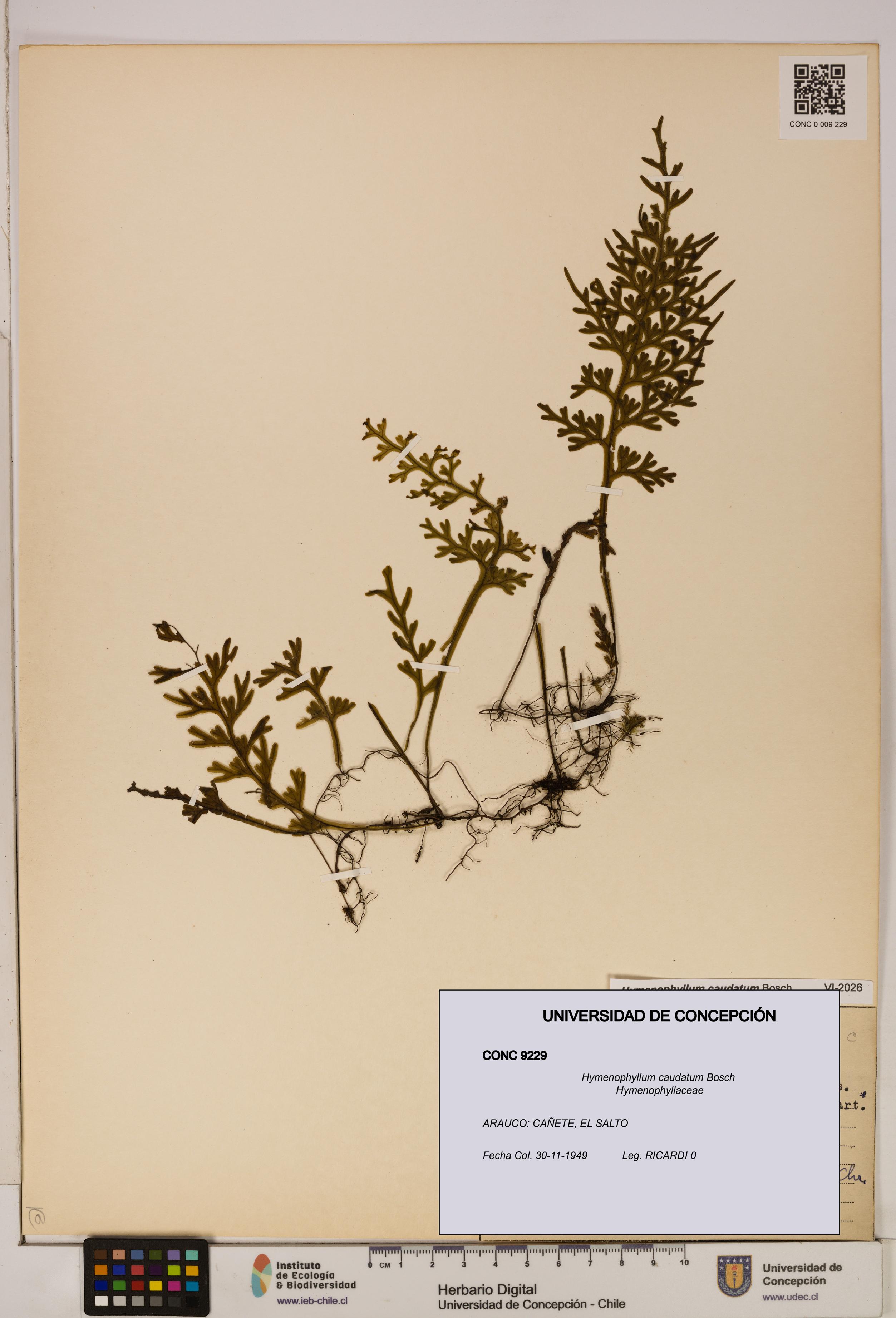 Hymenophyllum caudatum [Espécimen: UDEC:CONC:0009229]