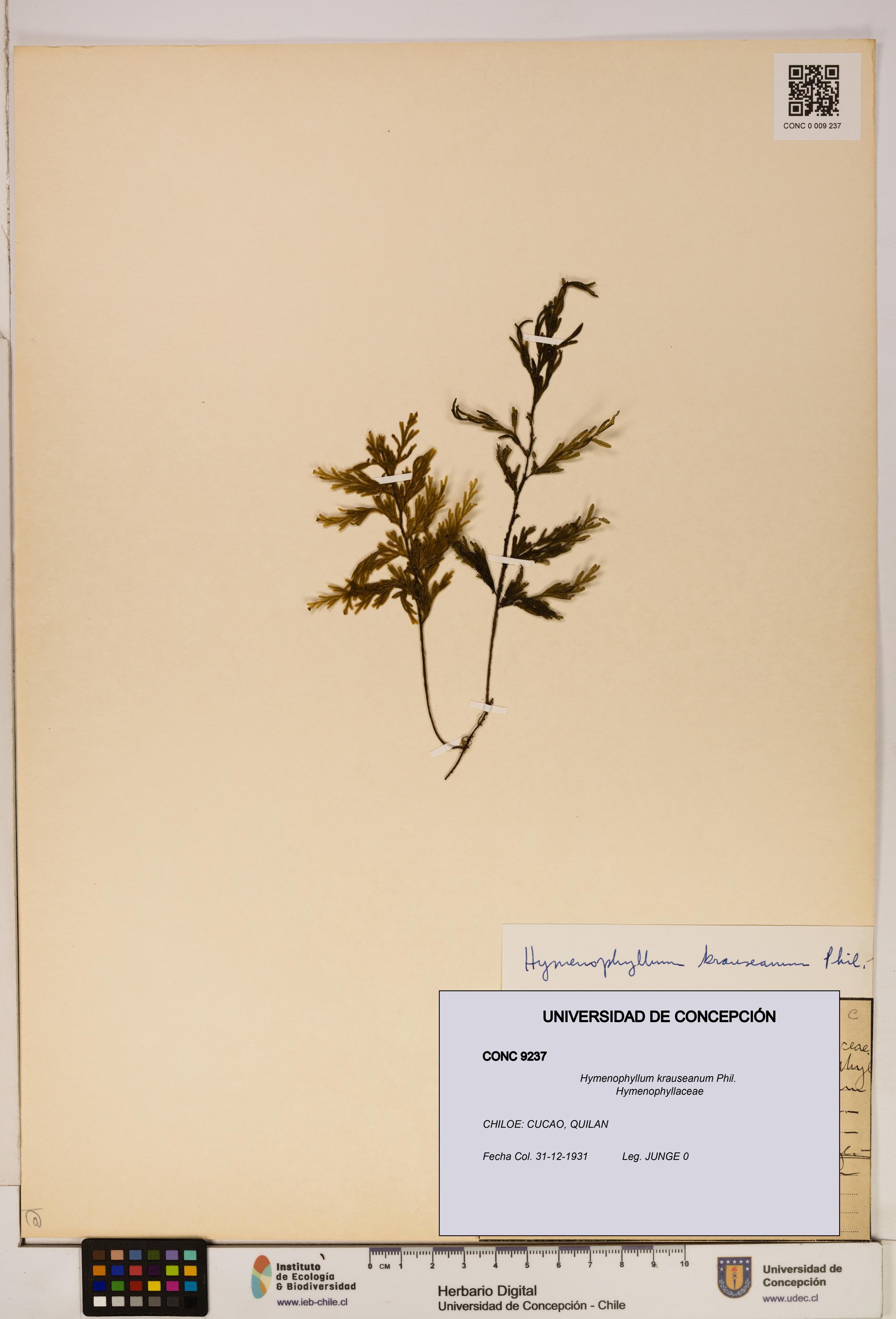 Hymenophyllum krauseanum [Espécimen: ]