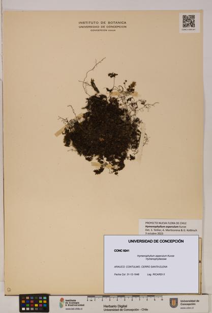 Hymenophyllum asperulum [Espécimen: UDEC:CONC:0009241]