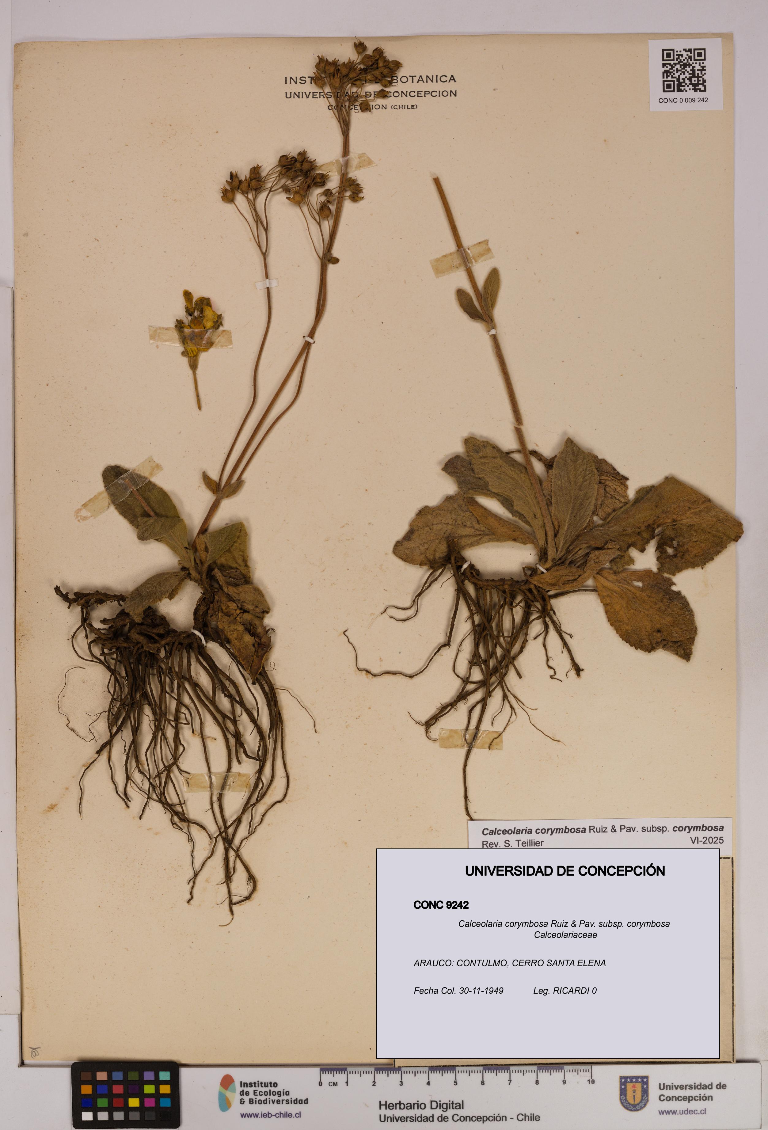 Calceolaria corymbosa [Espécimen: UDEC:CONC:0009242]