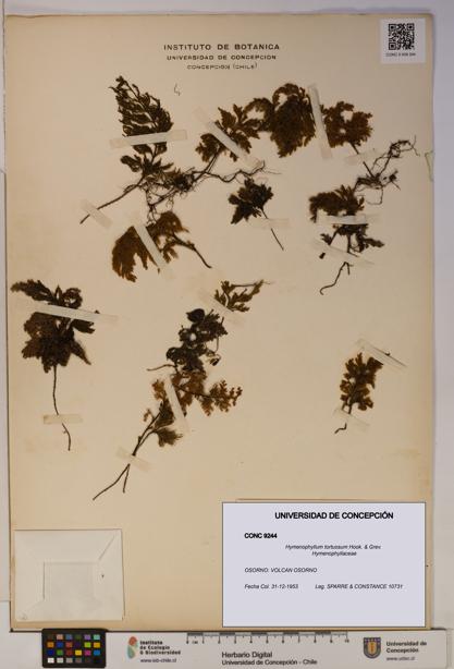 Hymenophyllum tortuosum [Espécimen: ]