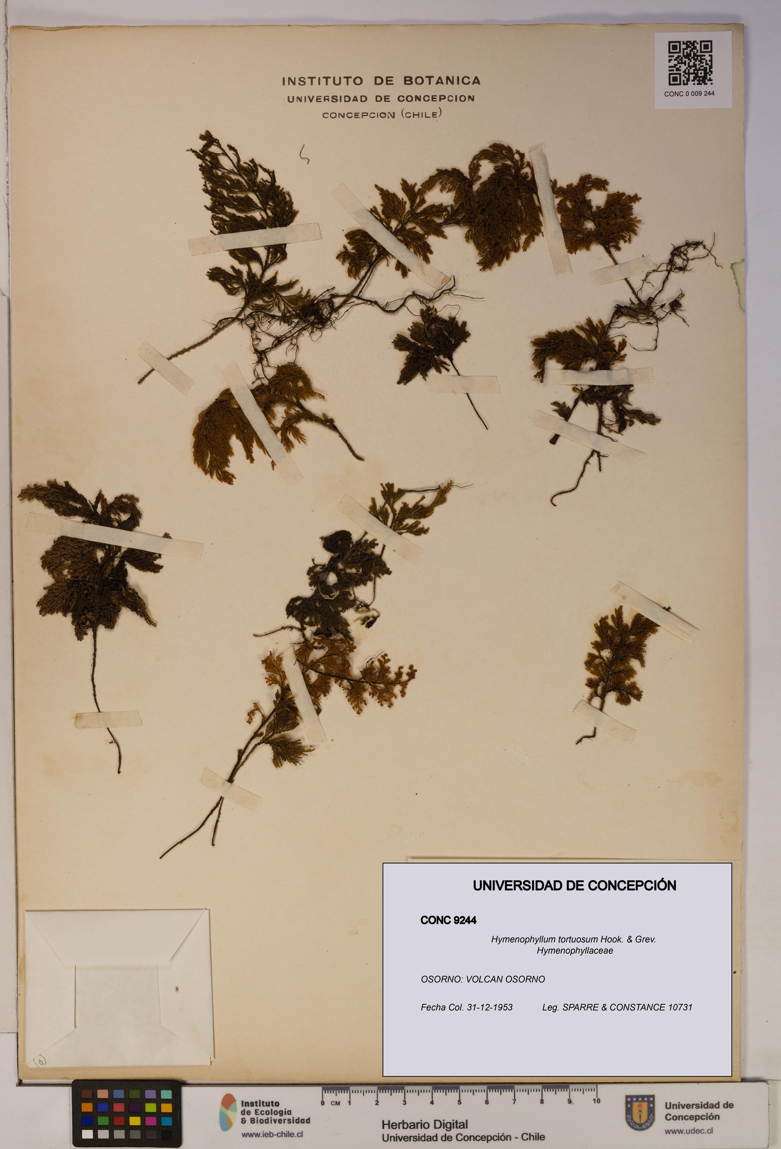 Hymenophyllum tortuosum [Espécimen: ]