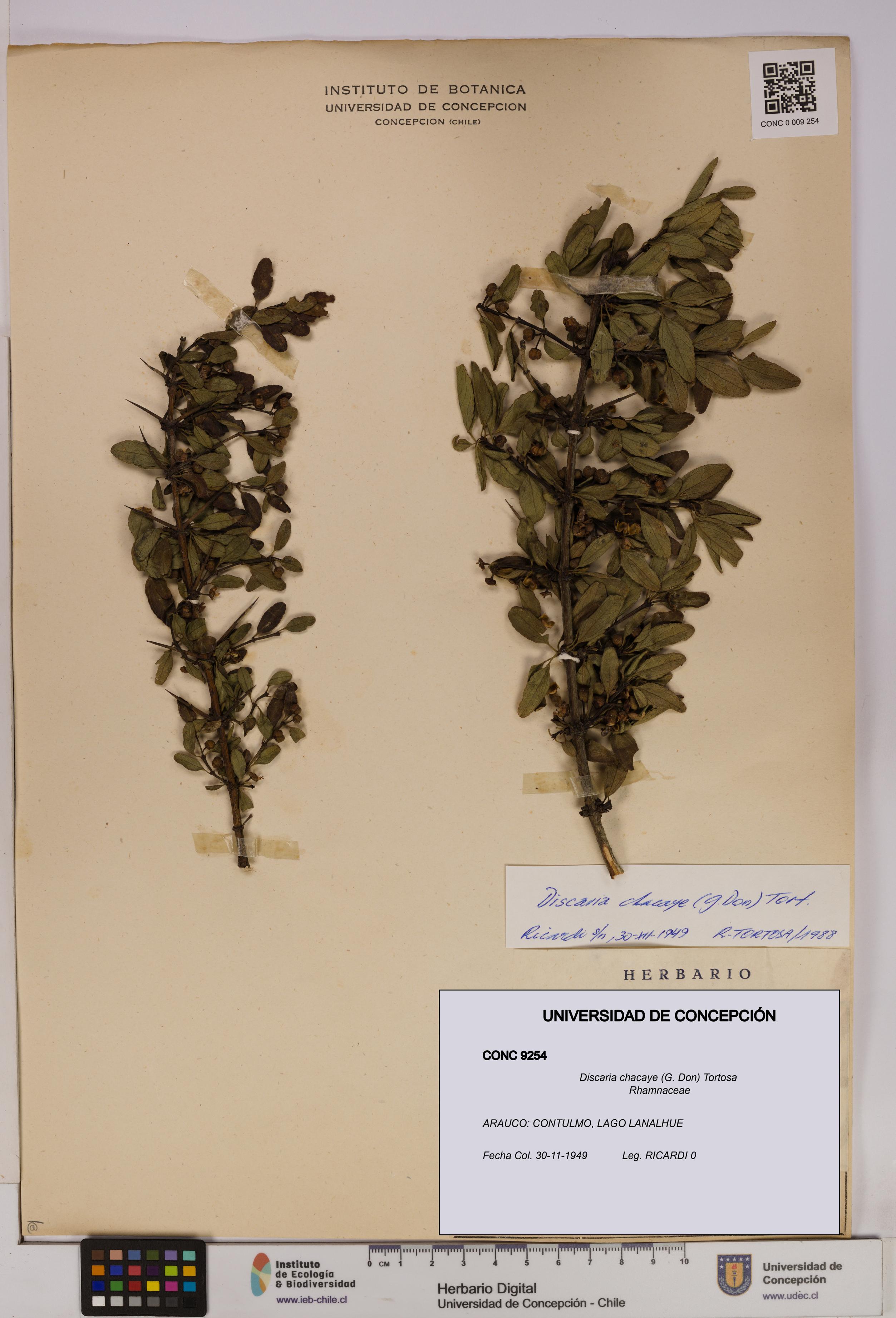 Discaria chacaye [Espécimen: UDEC:CONC:0009254]