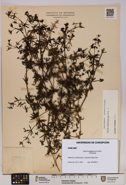 Galium magellanicum [Espécimen: UDEC:CONC:0009257]