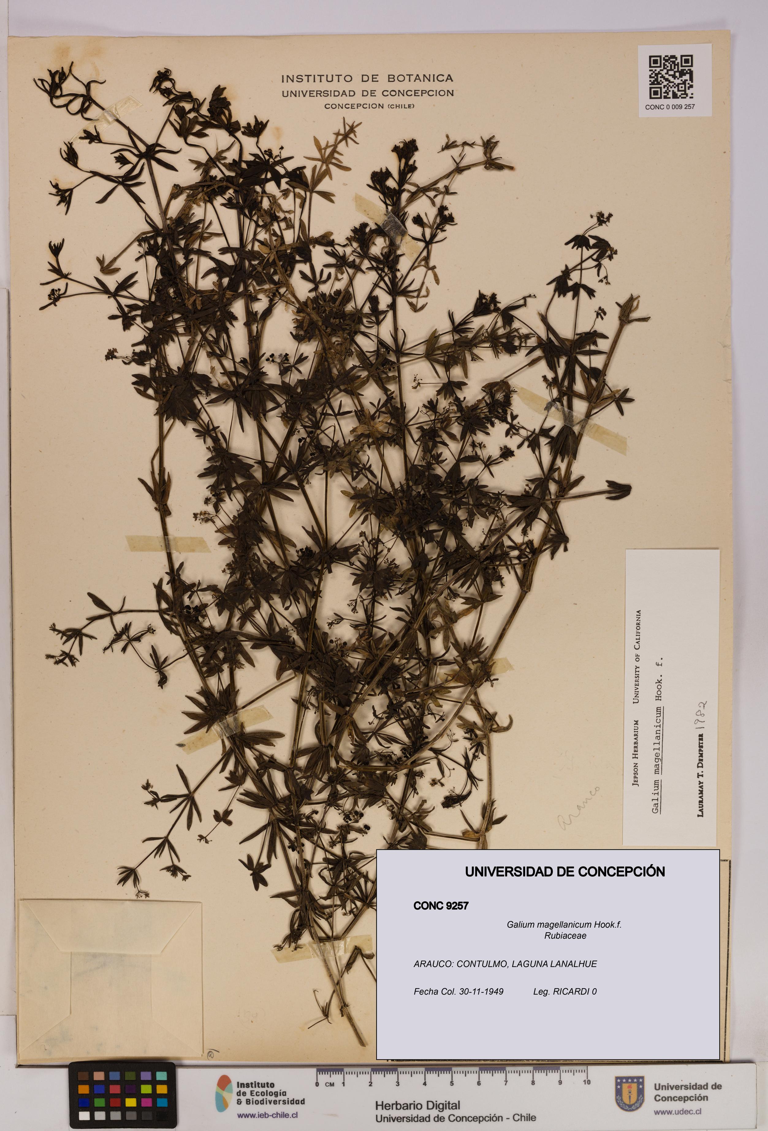 Galium magellanicum [Espécimen: UDEC:CONC:0009257]