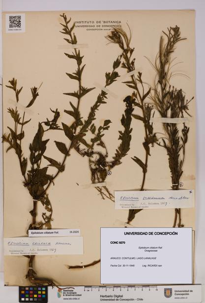 Epilobium ciliatum [Espécimen: UDEC:CONC:0009270]