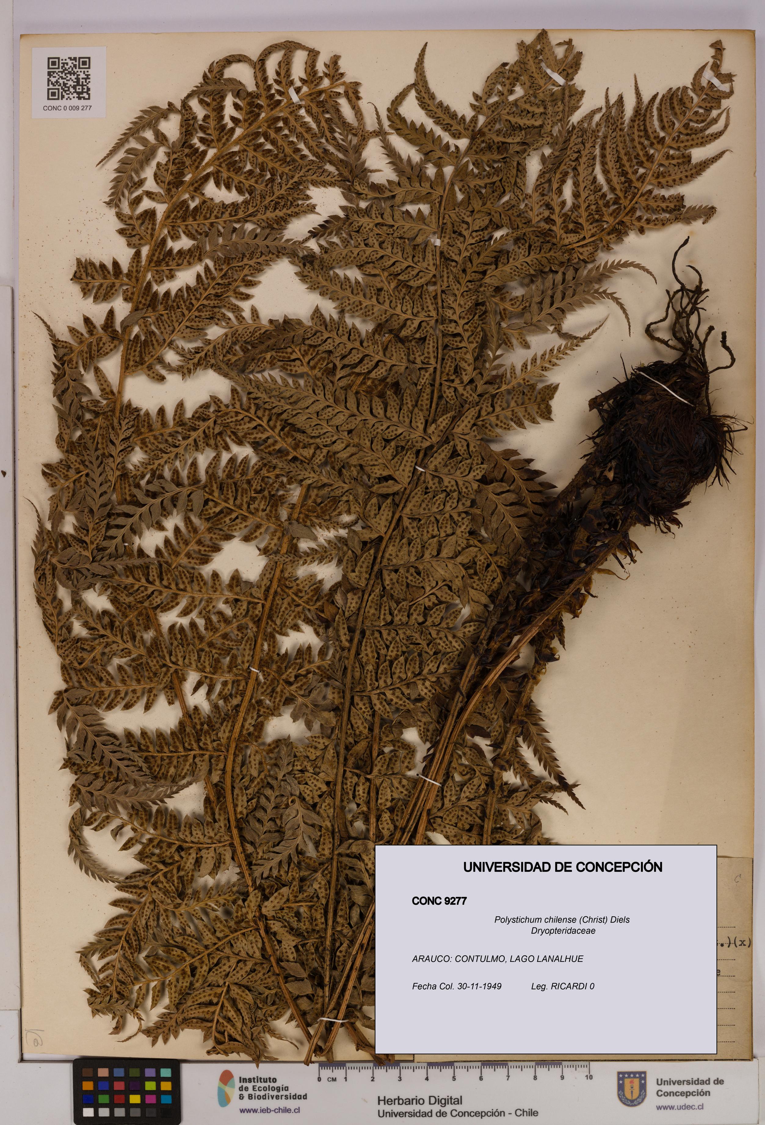 Polystichum chilense [Espécimen: UDEC:CONC:0009277]