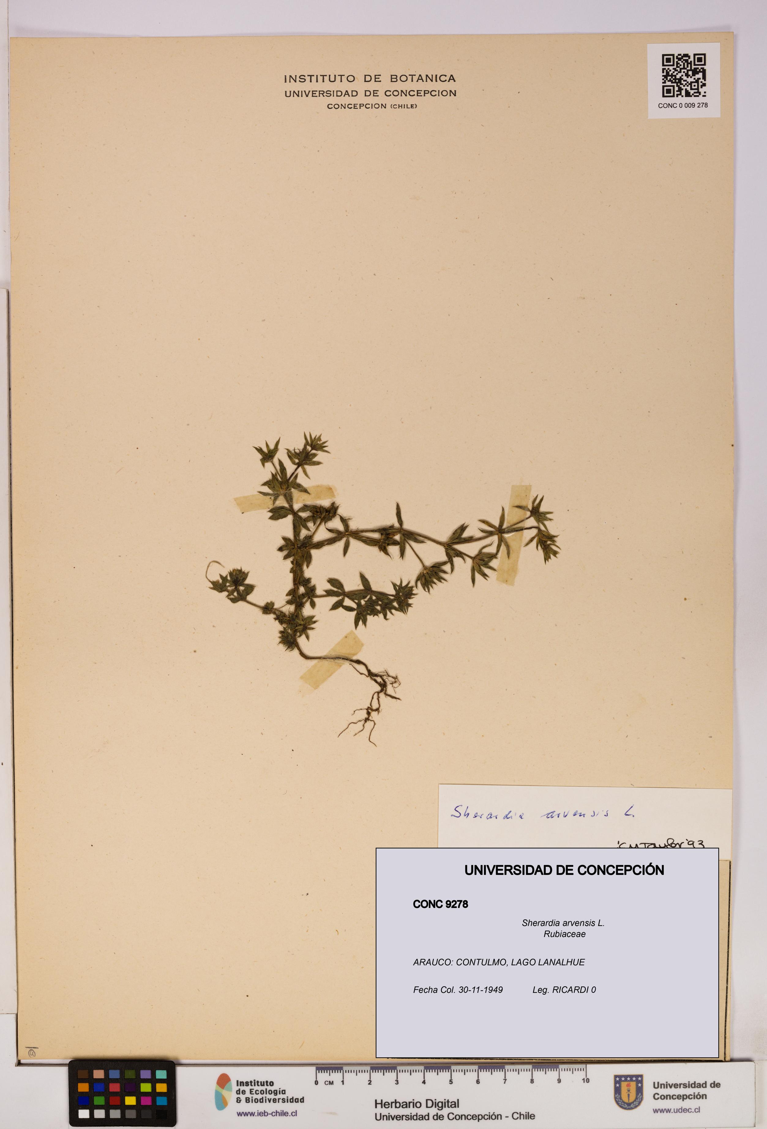 Sherardia arvensis [Espécimen: UDEC:CONC:0009278]