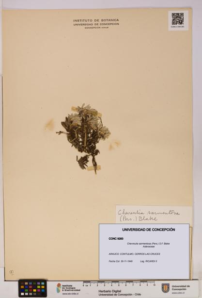 Chevreulia sarmentosa [Espécimen: UDEC:CONC:0009283]