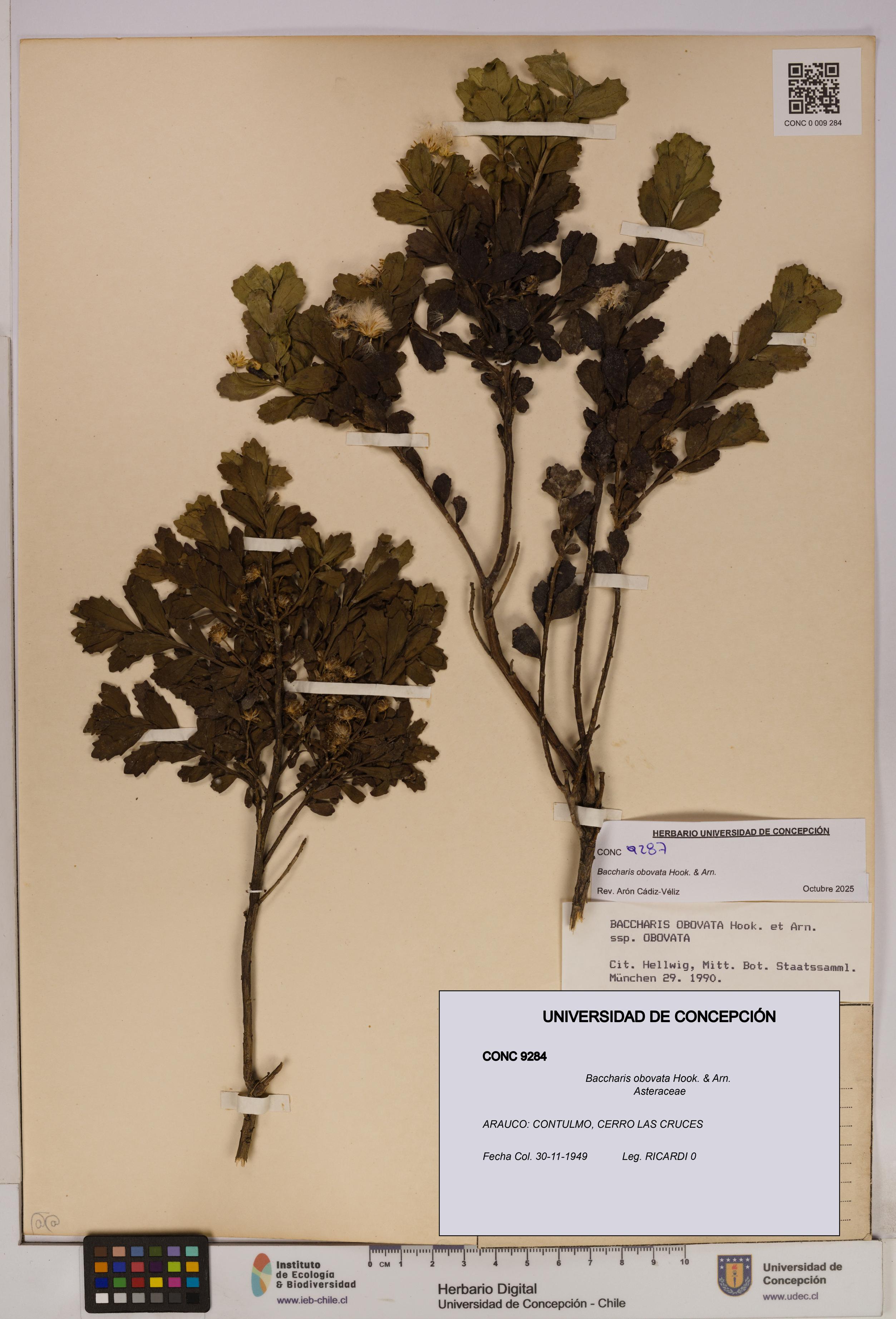 Baccharis obovata [Espécimen: UDEC:CONC:0009284]