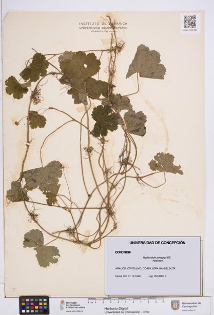 Hydrocotyle poeppigii [Espécimen: ]