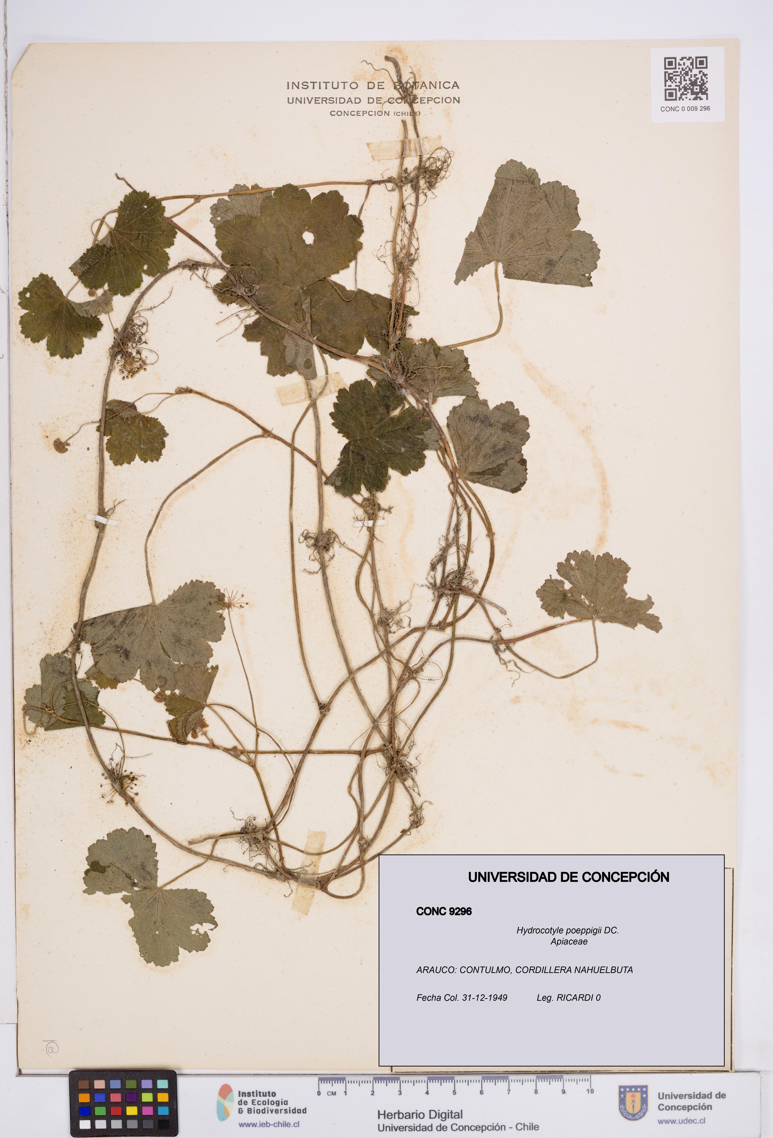 Hydrocotyle poeppigii [Espécimen: ]