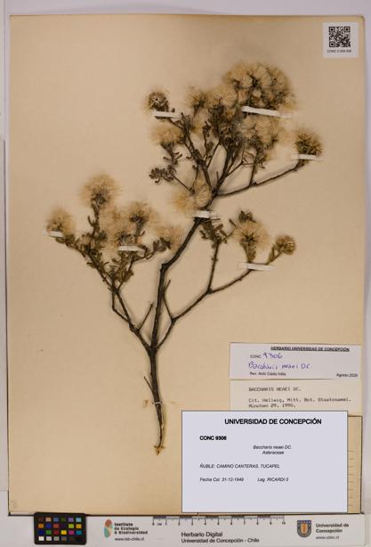 Baccharis neaei [Espécimen: UDEC:CONC:0009306]