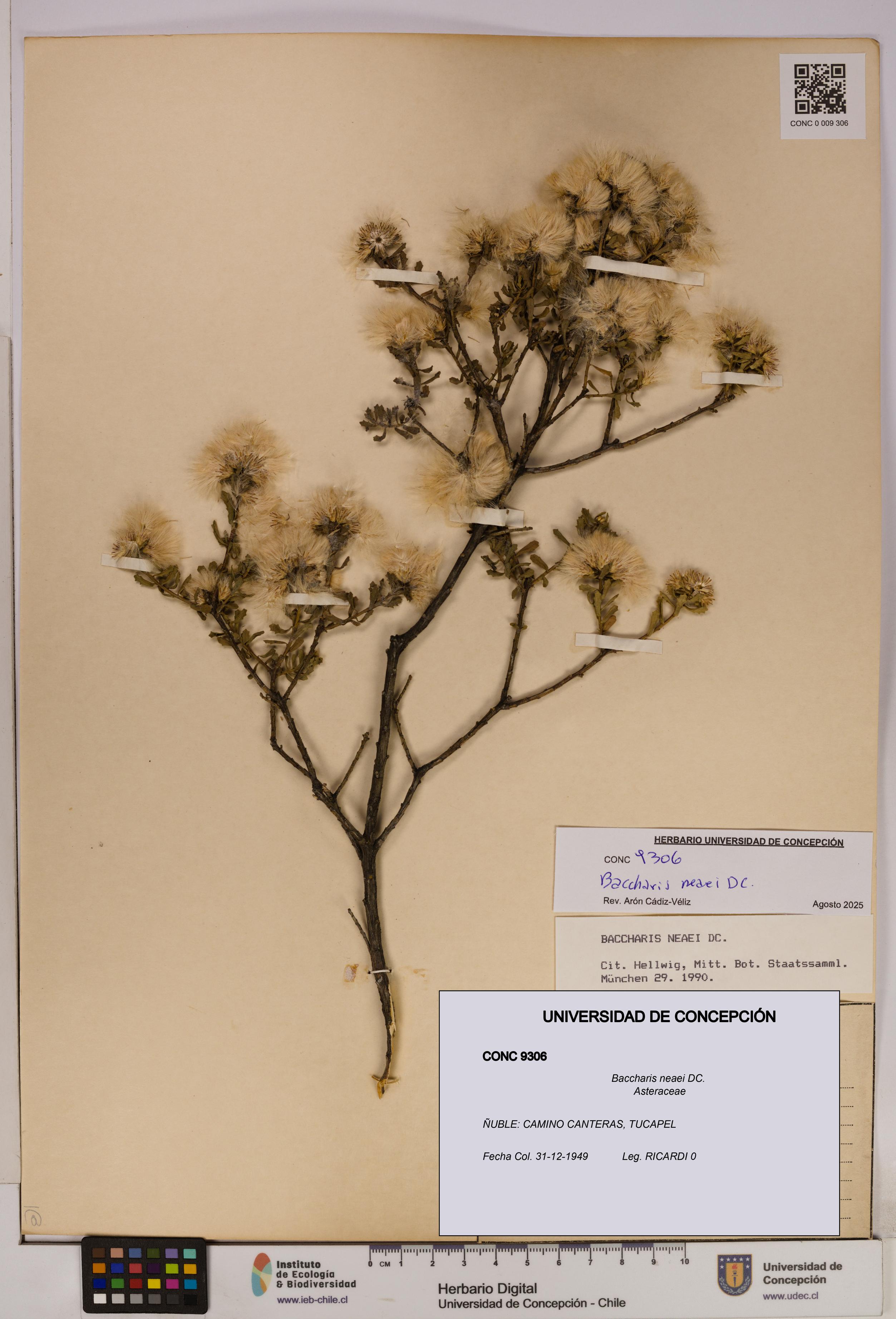 Baccharis neaei [Espécimen: UDEC:CONC:0009306]