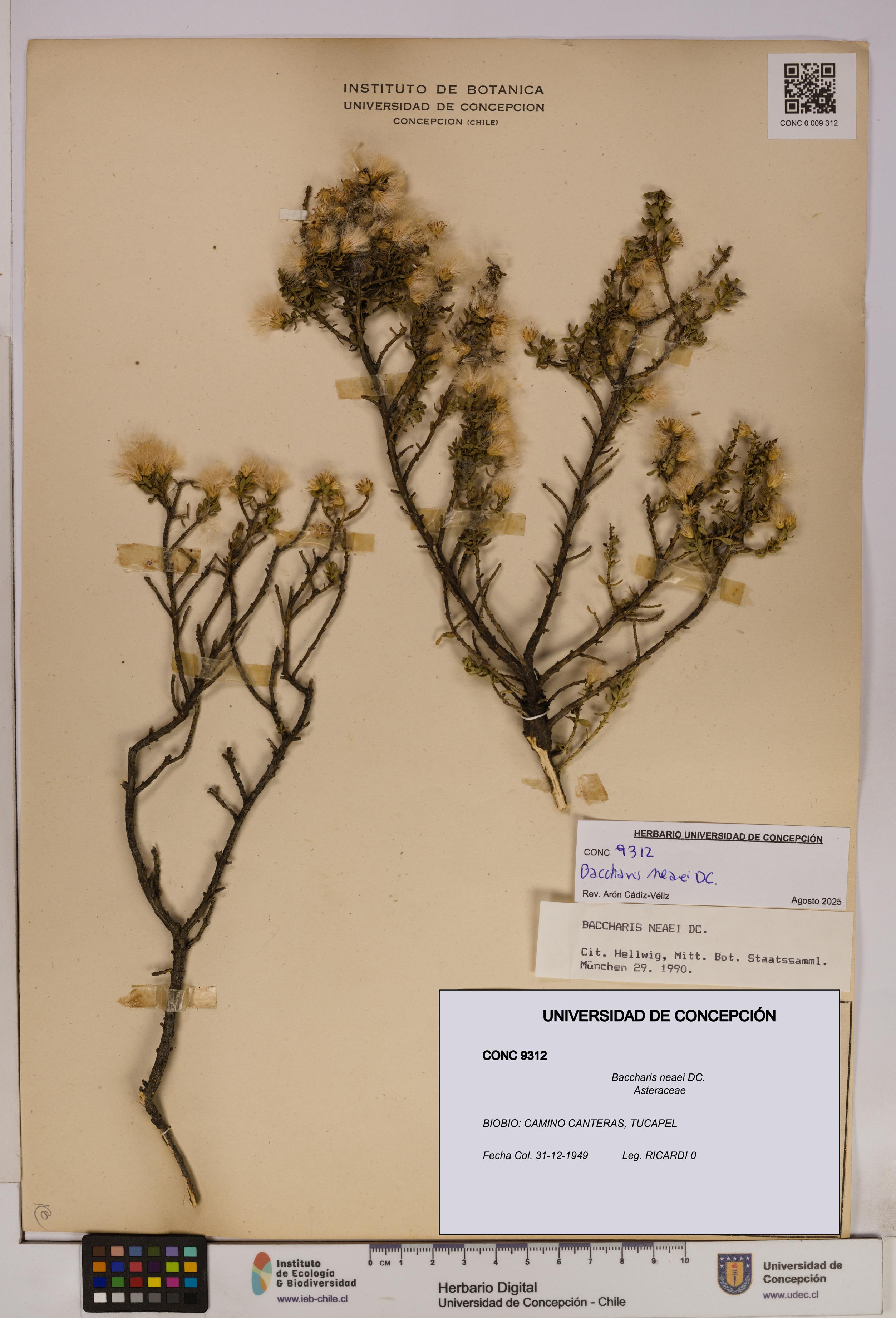 Baccharis neaei [Espécimen: UDEC:CONC:0009312]