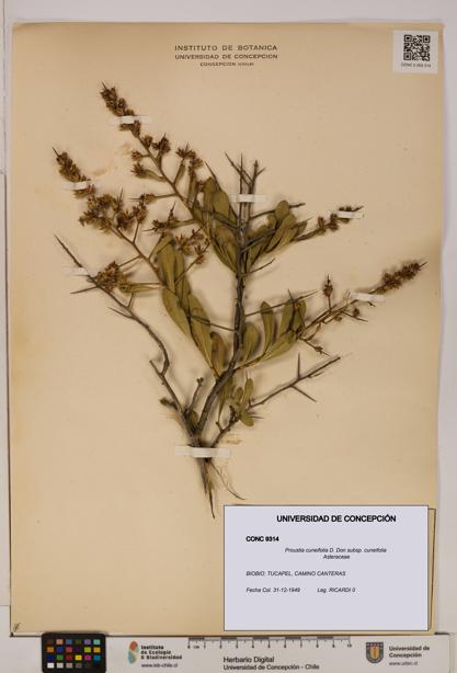 Proustia cuneifolia subsp. cuneifolia [Espécimen: UDEC:CONC:0009314]