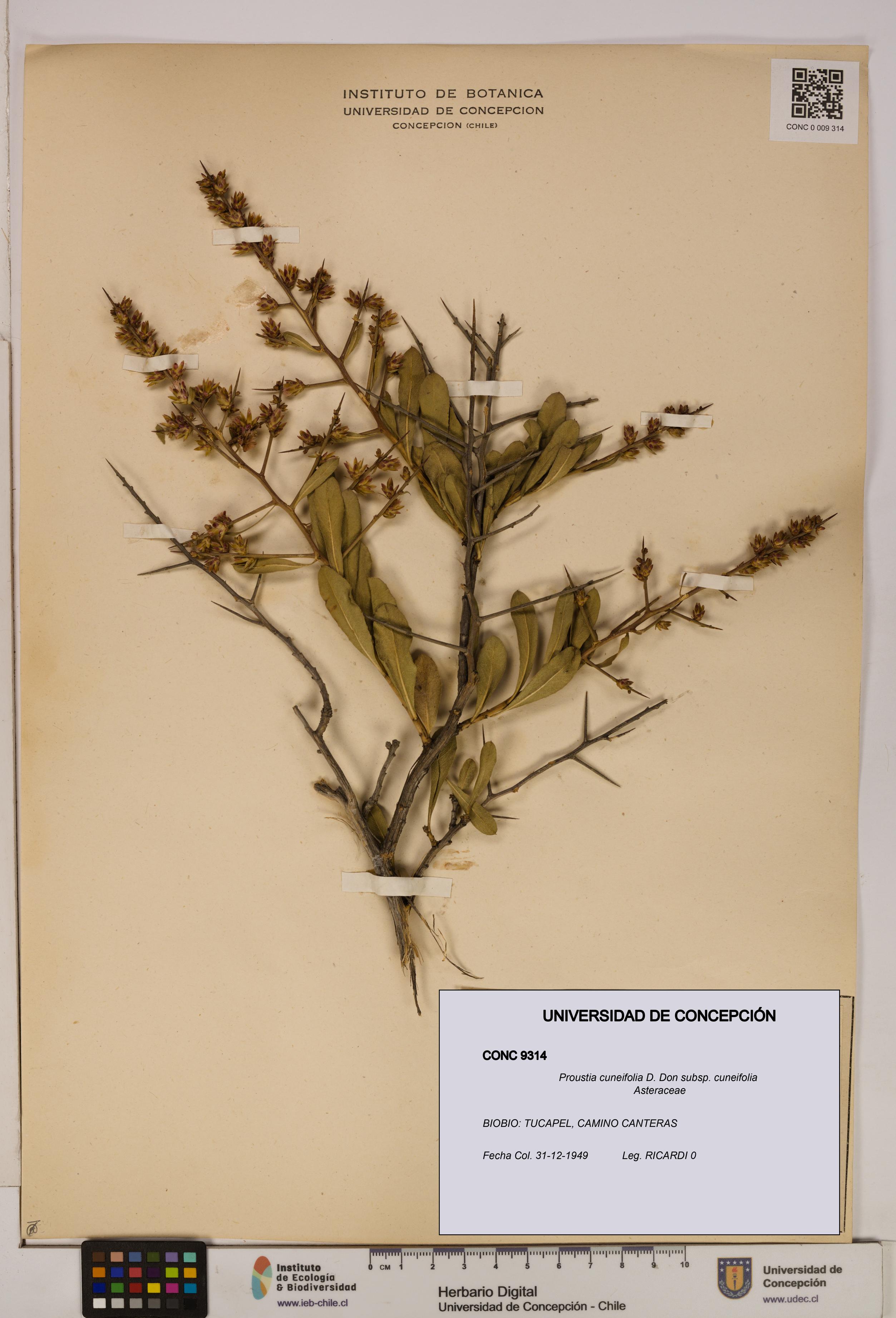 Proustia cuneifolia subsp. cuneifolia [Espécimen: UDEC:CONC:0009314]