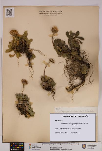 Haplopappus macrocephalus [Espécimen: UDEC:CONC:0009318]