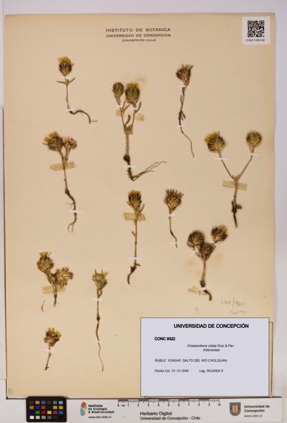 Chaetanthera ciliata [Espécimen: UDEC:CONC:0009322]