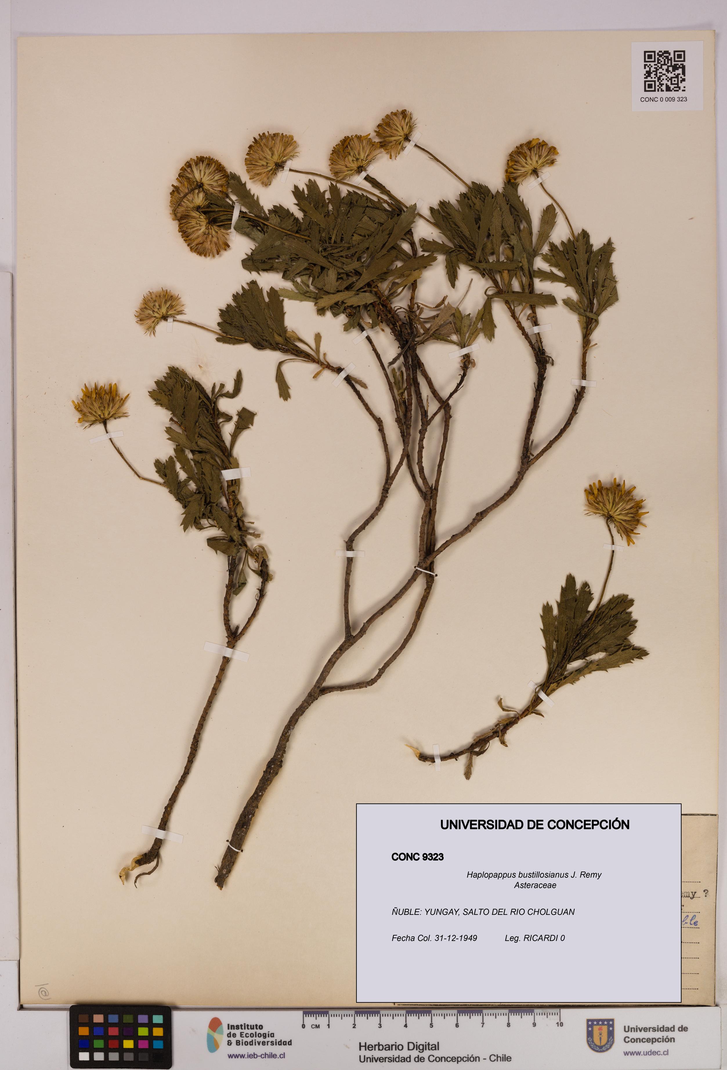 Haplopappus bustillosianus [Espécimen: UDEC:CONC:0009323]