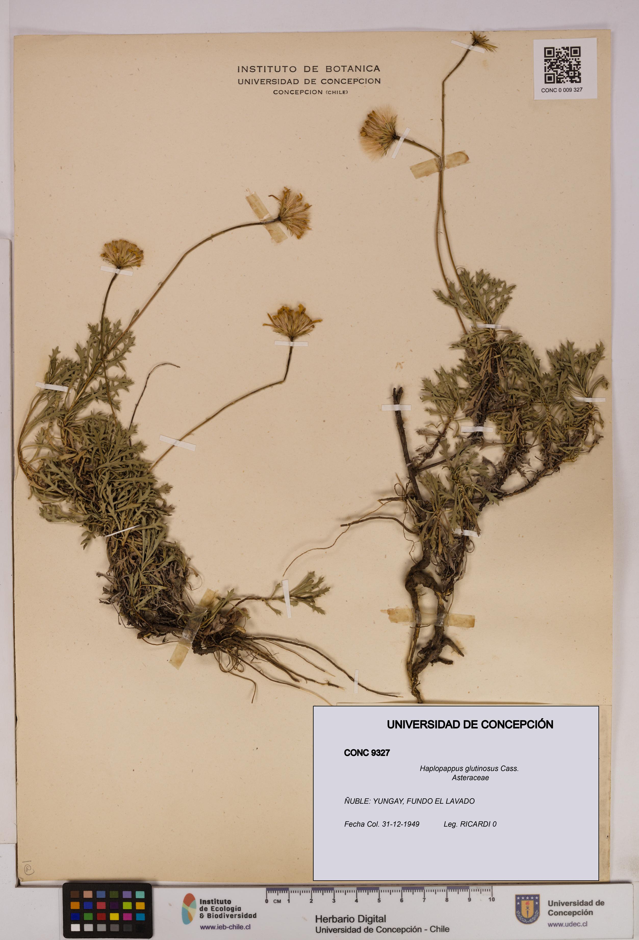 Haplopappus glutinosus [Espécimen: UDEC:CONC:0009327]