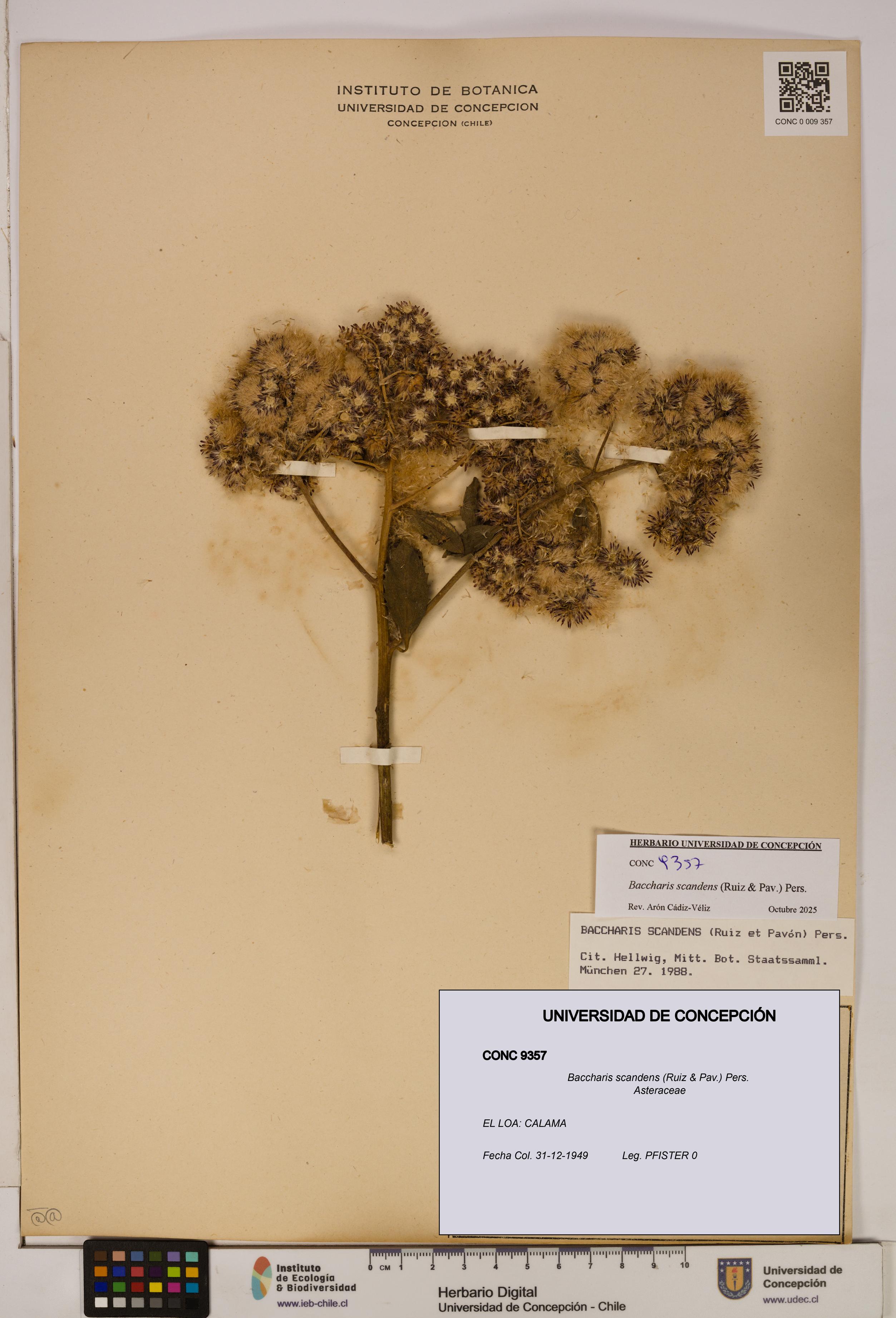 Baccharis scandens [Espécimen: UDEC:CONC:0009357]