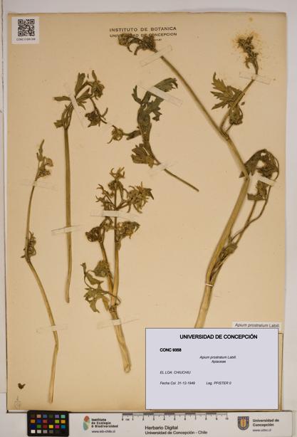 Apium prostratum [Espécimen: ]