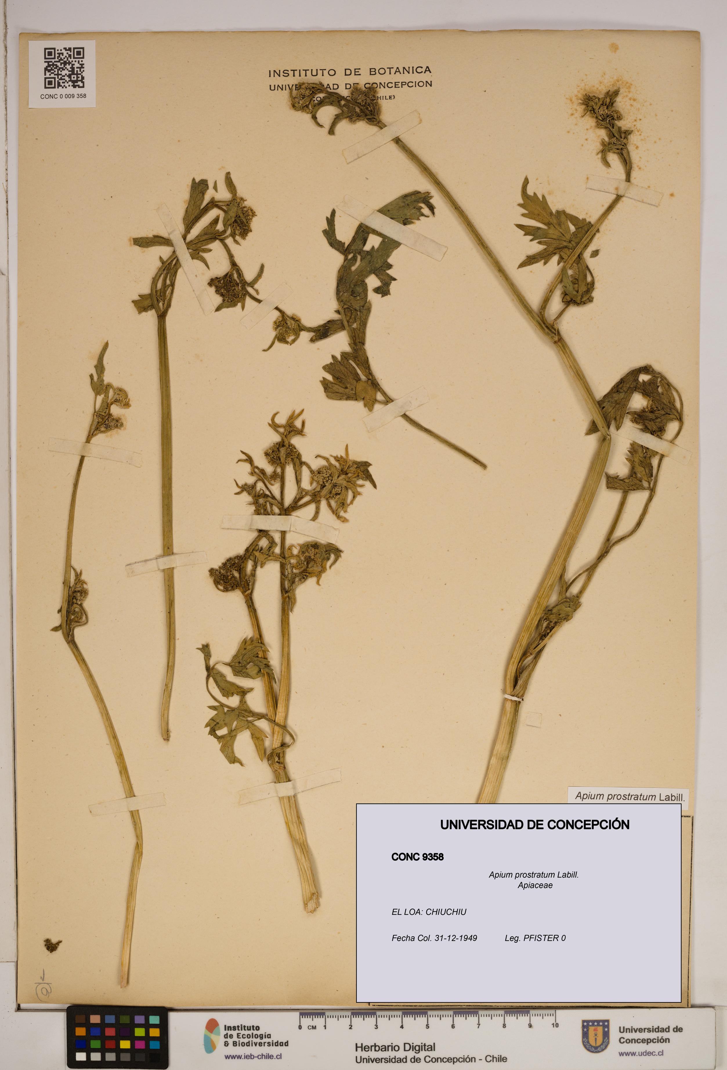 Apium prostratum [Espécimen: ]