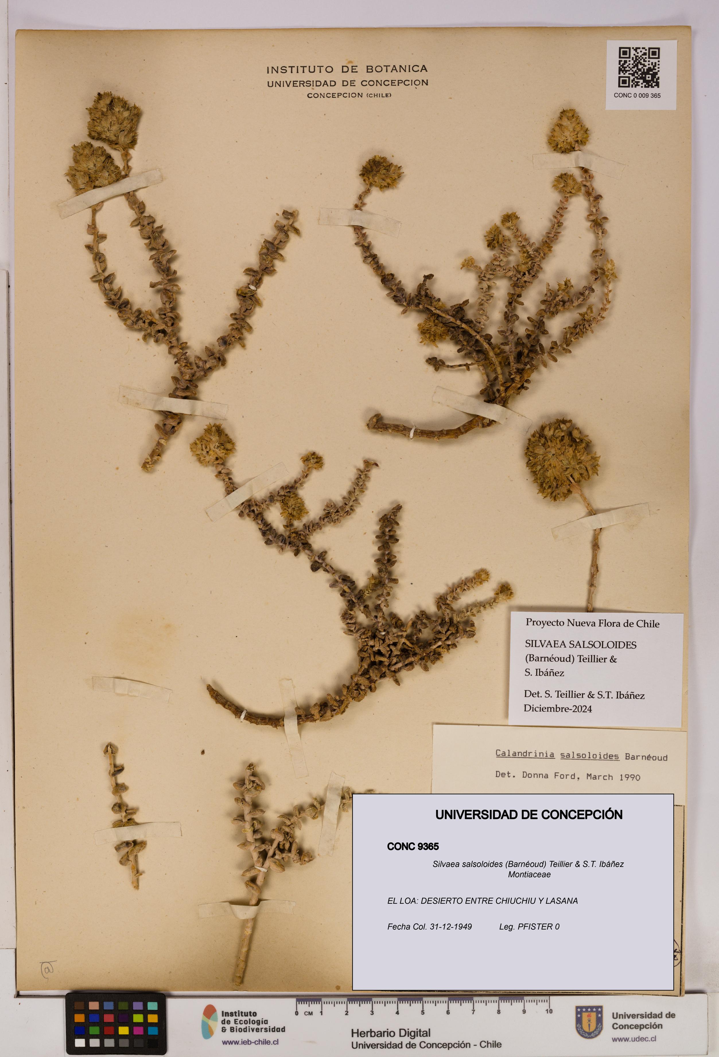 Silvaea salsoloides [Espécimen: UDEC:CONC:0009365]