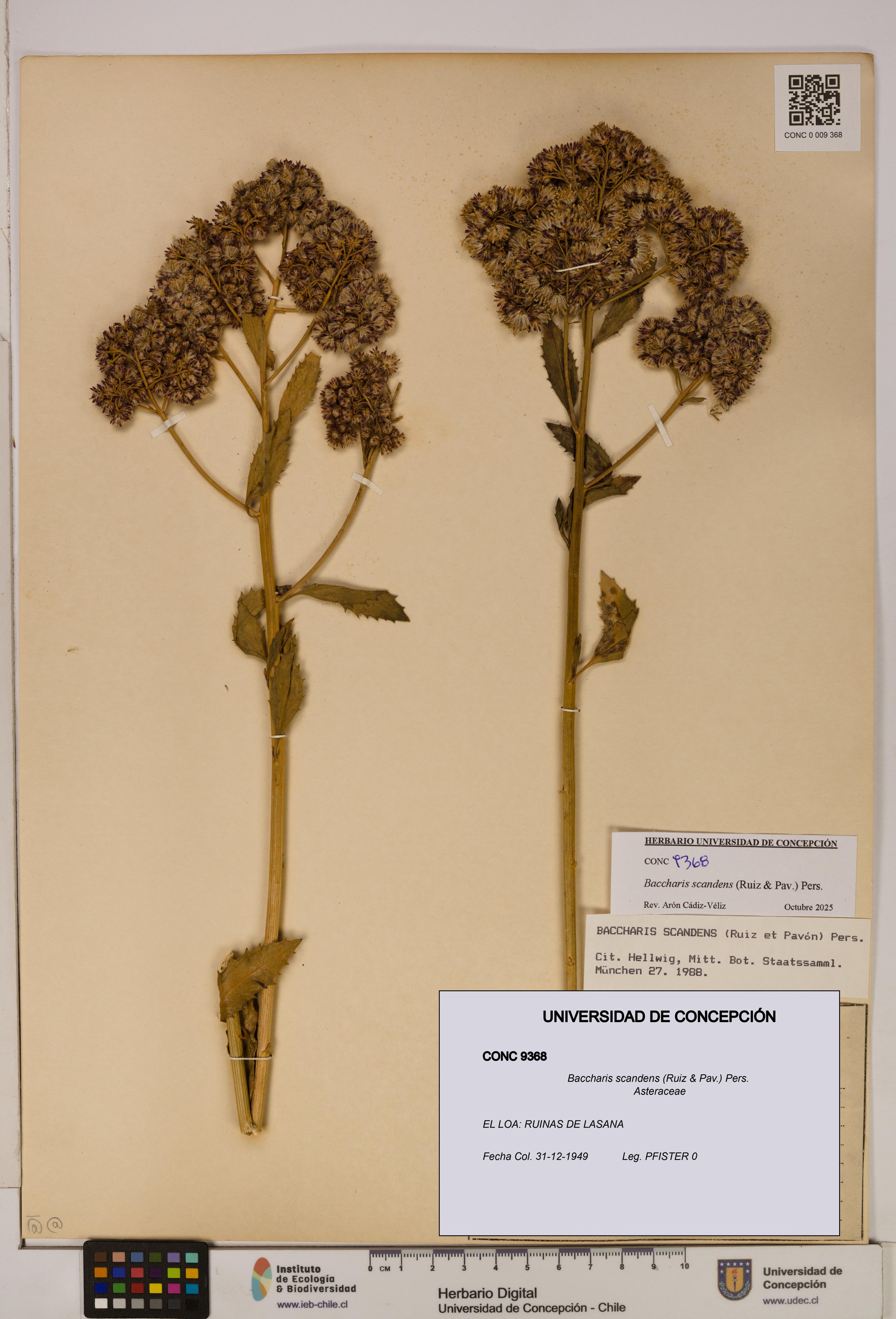 Baccharis scandens [Espécimen: UDEC:CONC:0009368]